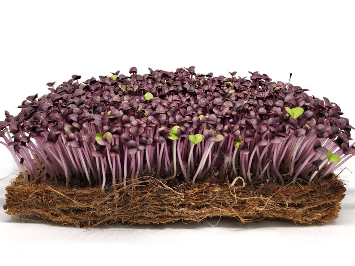 bazalka red opal microgreens